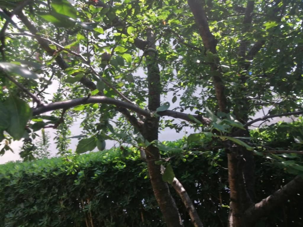 Шале Holiday Apartment Budva with garden Будва